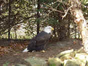 ig_hb_zoo06.jpg (61722 bytes)