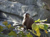 ig_hb_zoo08.jpg (30136 bytes)